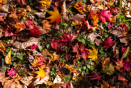 Colorful various Autumn fallen leaves on the ground. dried leaf cover surface of land. close-up, top view from above, multicolor beautiful seasonal concept backgrounds