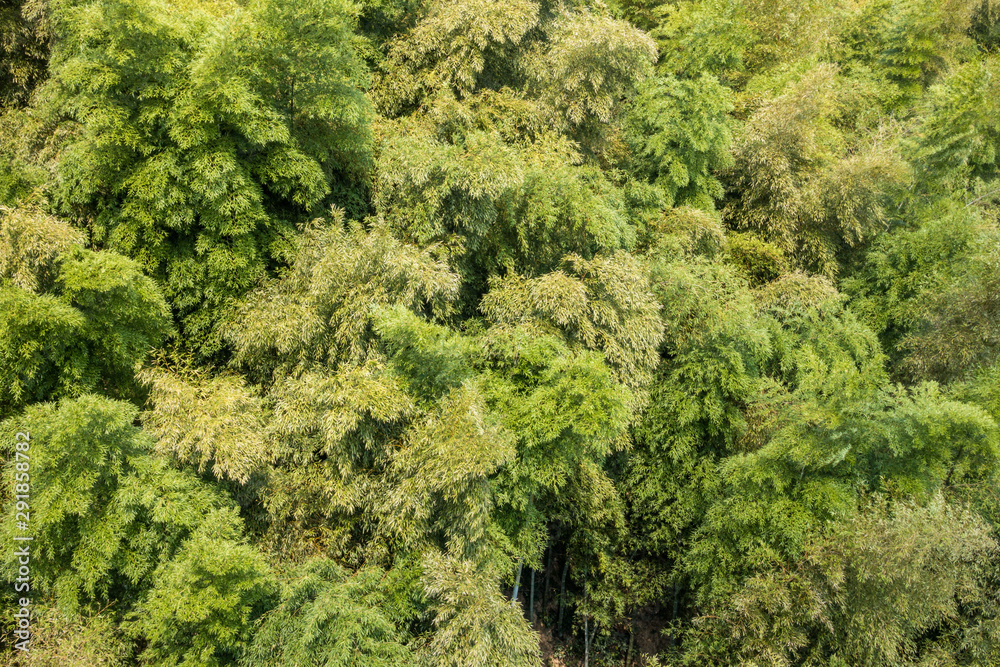 dense bamboo forest on the slope of the hill top on a sunny day view from above dense bamboo forest on the slope of the hill top on a sunny day view from above