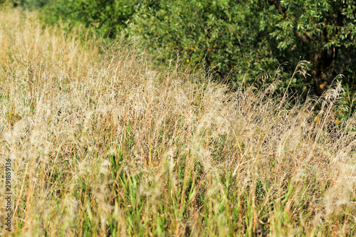 Dry grass on a summer meadow close-up