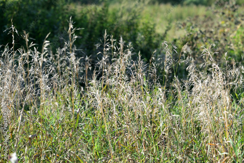 Dry grass on a summer meadow close-up