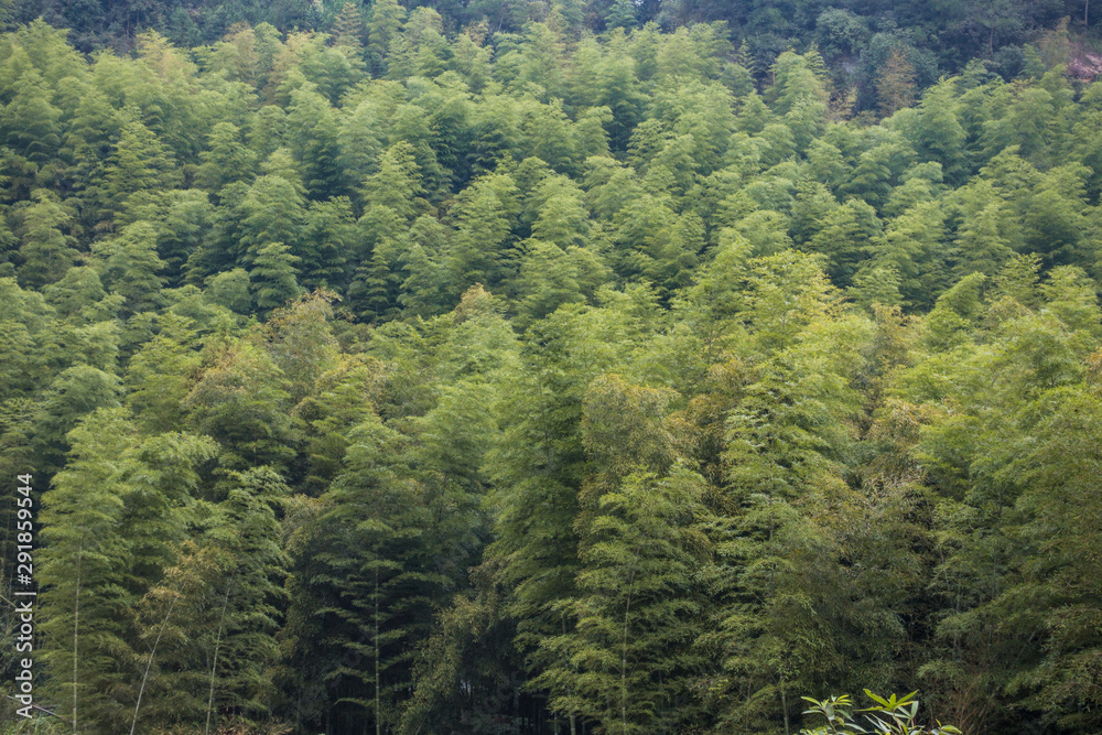 dense bamboo forest grown on the slope of the hill dense bamboo forest grown on the slope of the hill
