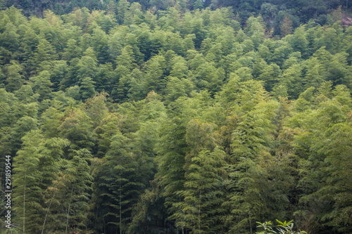 dense bamboo forest grown on the slope of the hill