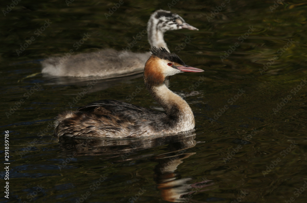 A Great crested Grebe, Podiceps cristatus, and its cute baby are swimming on a fast flowing river. They have been diving under the water catching fish. A Great crested Grebe, Podiceps cristatus, and its cute baby are swimming on a fast flowing river. They have been diving under the water catching fish.