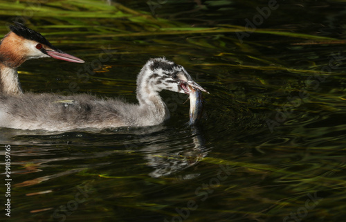 A cute Great Crested Grebe baby, Podiceps cristatus, is eating a fish that the parent bird has just fed it after catching it in the river.