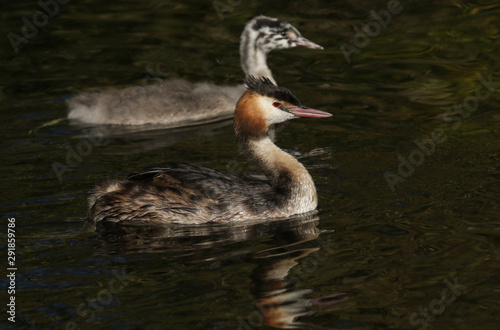 A Great crested Grebe, Podiceps cristatus, and its cute baby are swimming on a fast flowing river. They have been diving under the water catching fish.