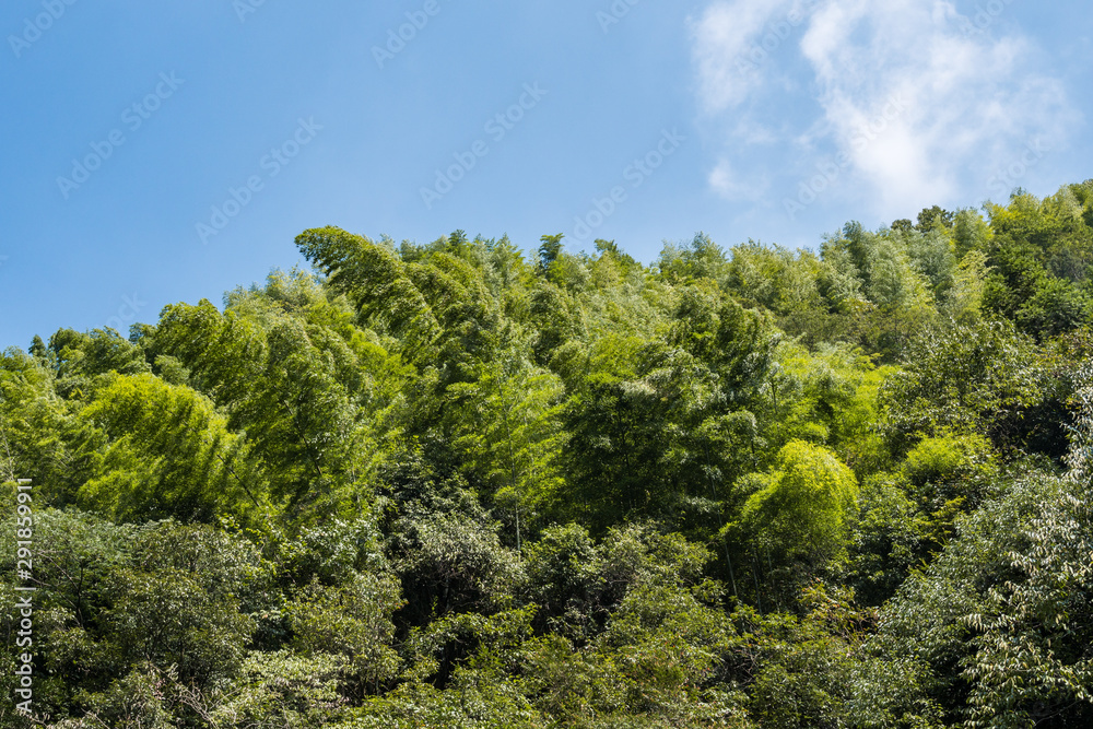 dense bamboo forest under the wind under blue cloudy sky on a sunny day