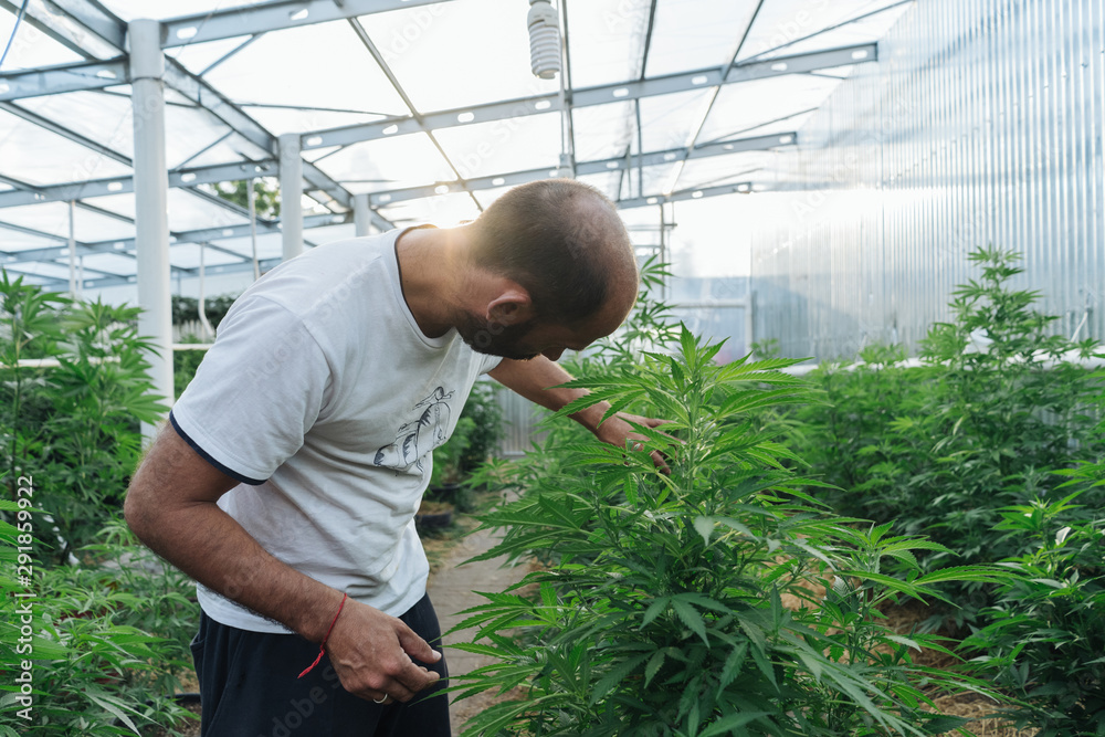 Cannabis Farmer In His Greenhouse. Cannabis Farmer In His Greenhouse.
