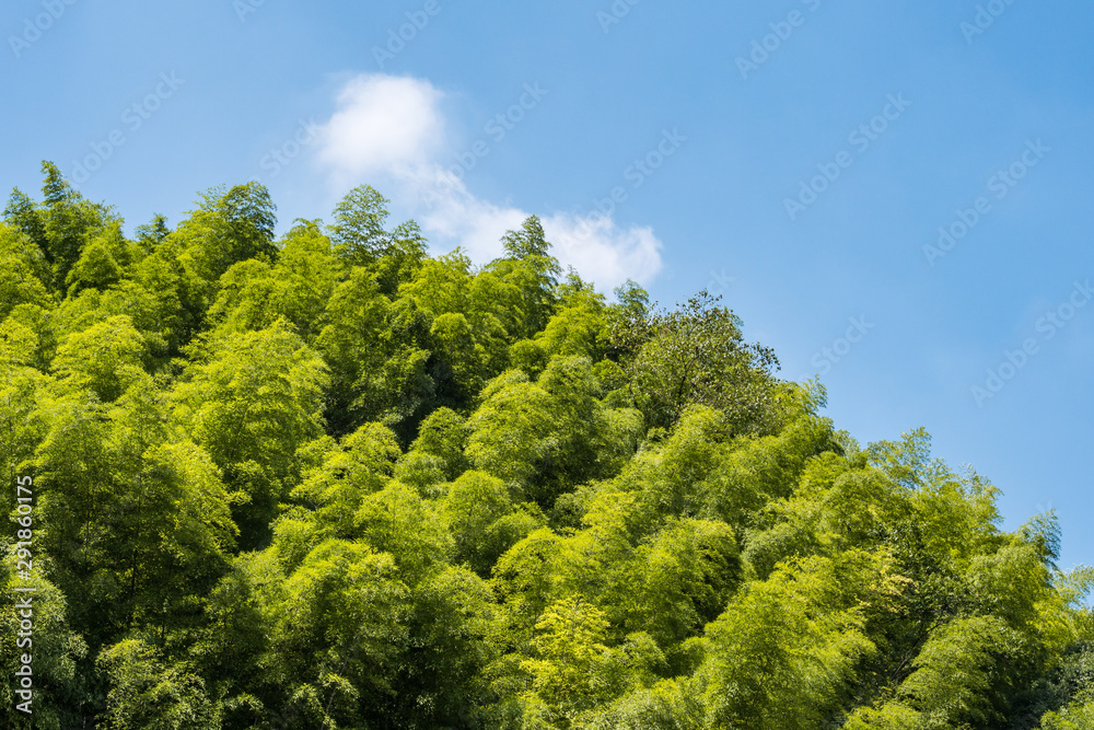 fresh green dense bamboo forest under cloudy blue sky on a sunny day fresh green dense bamboo forest under cloudy blue sky on a sunny day