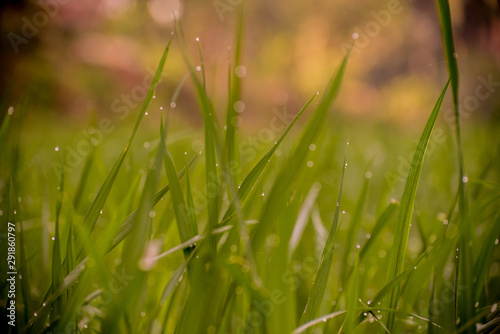 dew on grass