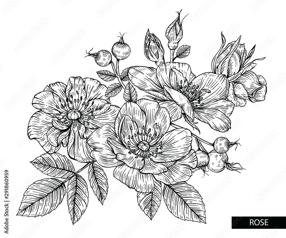 custom made wallpaper toronto digitalSketch Floral Botany Collection. Rose flower drawings. Black and white with line art on white backgrounds. Hand Drawn Botanical Illustrations.Vector.