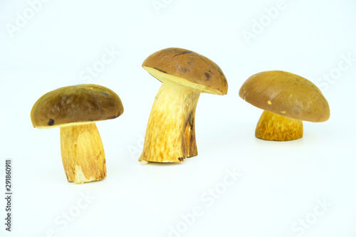 Isolated edible wid mushrooms from the Boletus family on a white background photo