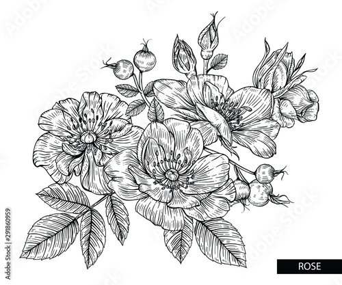 Wallpaper Mural Sketch Floral Botany Collection. Rose flower drawings. Black and white with line art on white backgrounds. Hand Drawn Botanical Illustrations.Vector. Torontodigital.ca