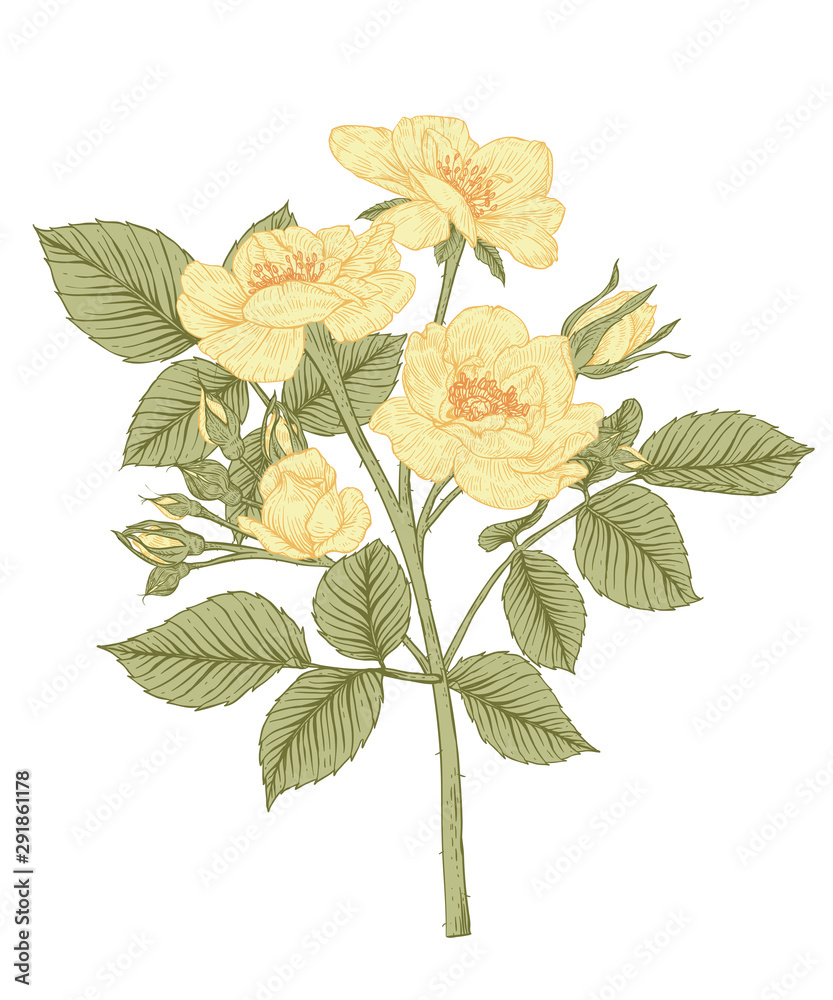 Sketch Floral Botany Collection. Yellow Rose flower drawings. Beautiful line art on white backgrounds. Hand Drawn Botanical Illustrations.Vector.