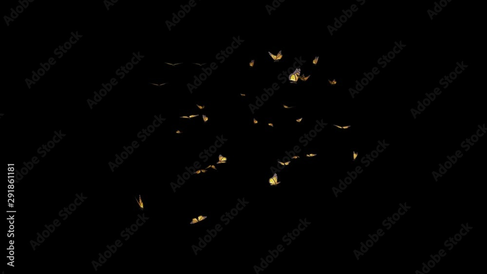 Monarch butterflies flying in swarm for intro, transition, revealer, logo, title, overlay and background. Realistic 3D animation loop with alpha channel transparency. 