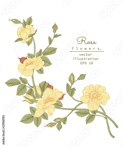 Sketch Floral Botany Collection. Yellow Rose flower drawings. Beautiful line art on white backgrounds. Hand Drawn Botanical Illustrations.Vector.