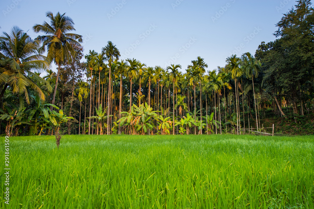 Agricultural land in asia