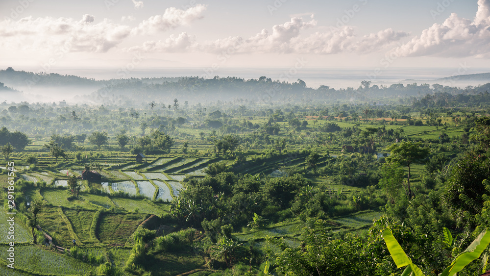 Beautiful view of rice fields in the morning Beautiful view of rice fields in the morning