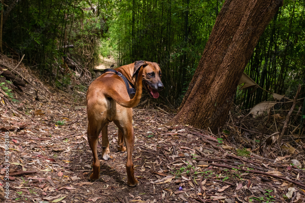 dog looking back at owner on a walk in the forest dog looking back at owner on a walk in the forest