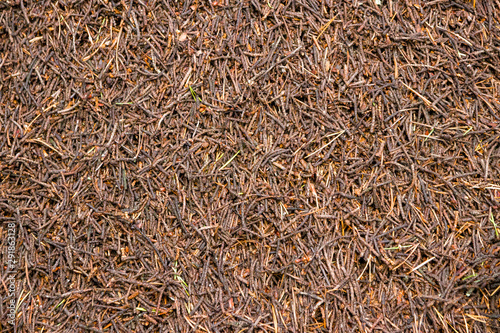 Anthill closeup in the forest