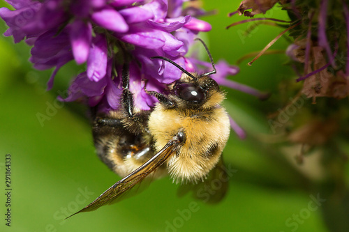 Bumblebee perched on a salvia flower in Newbury, New Hampshire.