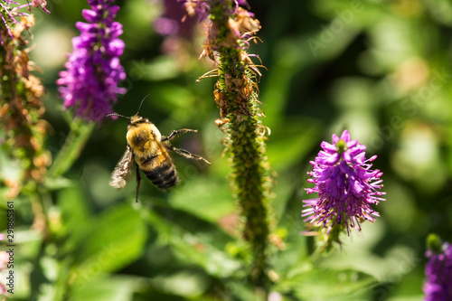 Bumblebee caught in flight near a salvia flower, New Hampshire. © duke2015