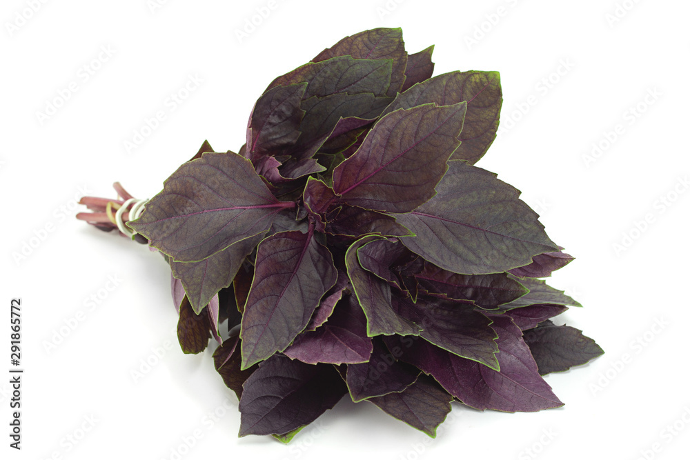 Purple basil herb