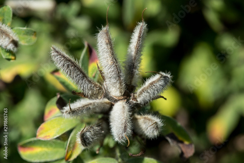 Hairy fruit pods of a lupine flower in New Hampshire. © duke2015