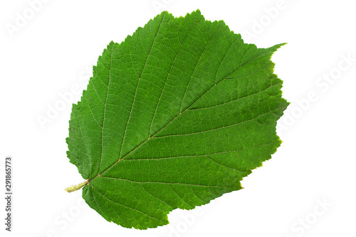 Hazelnut closeup leaf