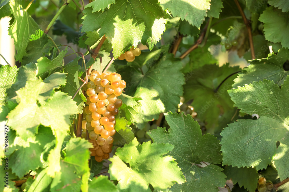 Fresh ripe juicy grapes growing in vineyard Fresh ripe juicy grapes growing in vineyard