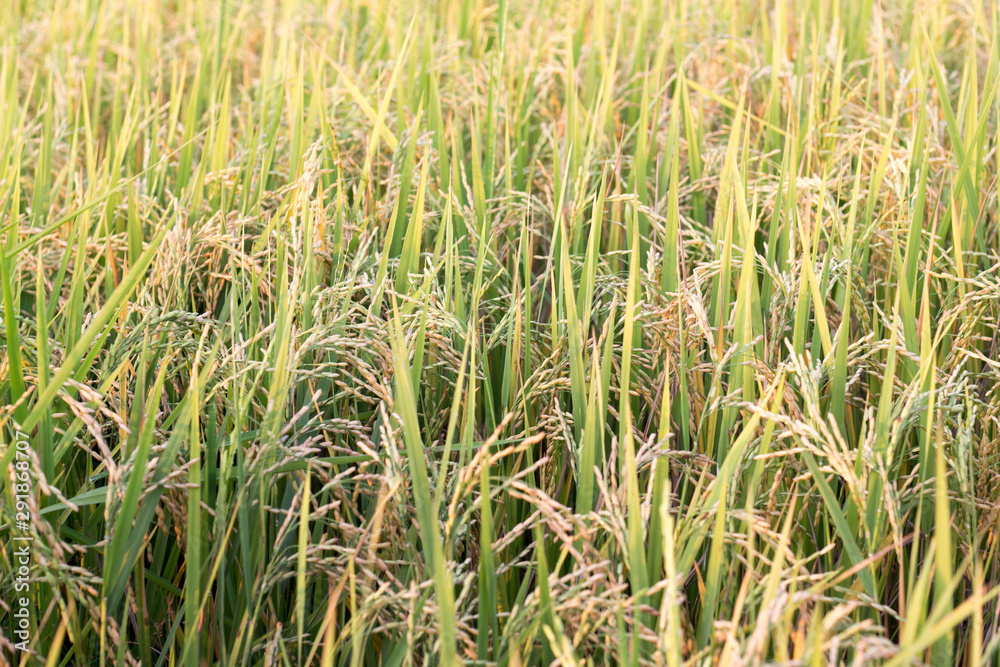 green grass in the wind green grass in the wind
