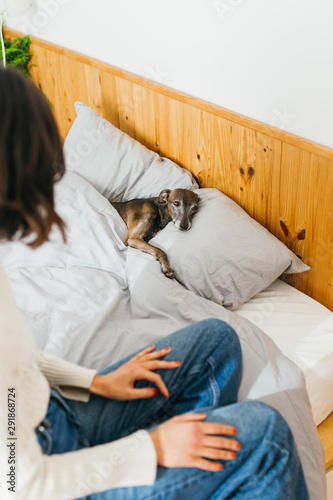 Sick dog in bed. photo