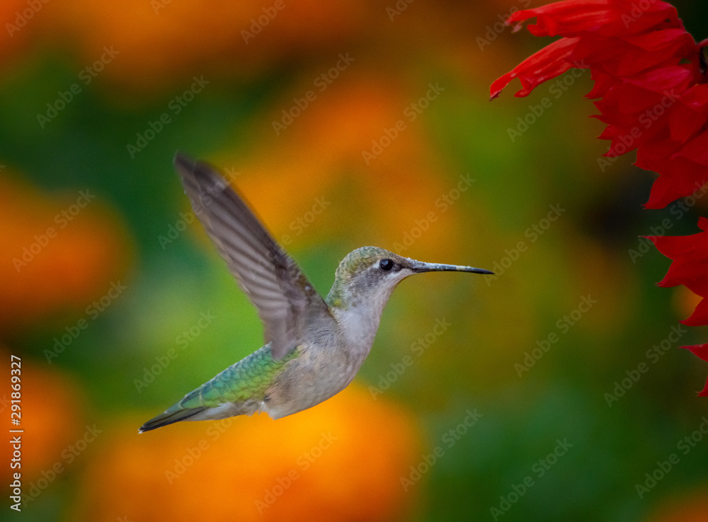 Fototapeta premium hummingbird in flight