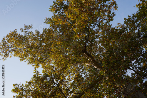 Autumn tree tops on sky background. Autumn trees sky view. Autumn tree tops in autumn forest scene