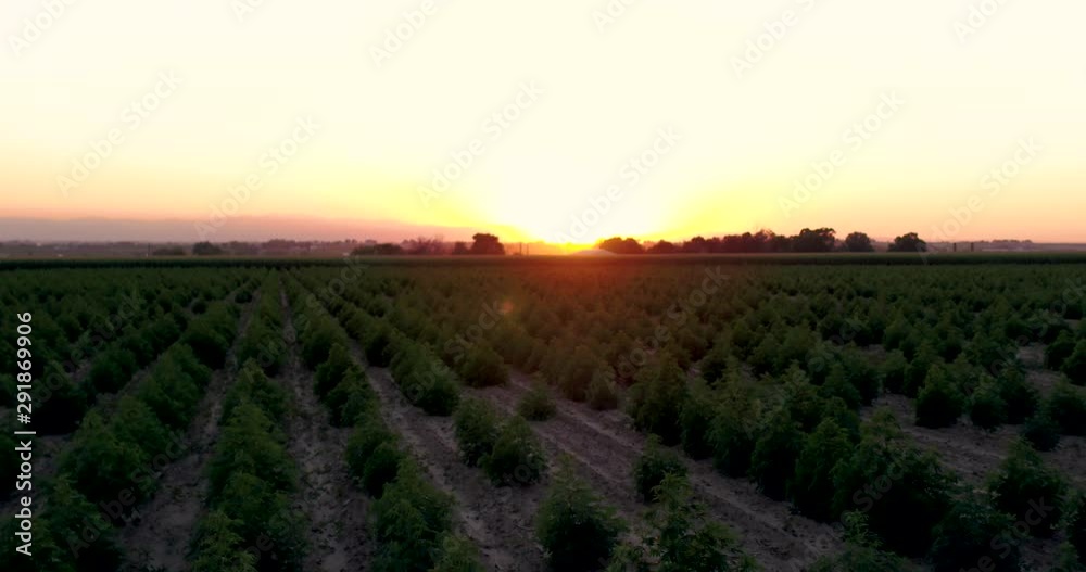 Hemp fields low level Phantom flight during sunset. 4k