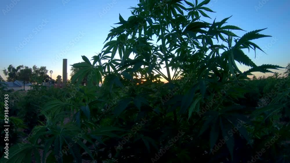 Hemp plant shakes and dances in the breeze. Hemp plant shakes and dances in the breeze.