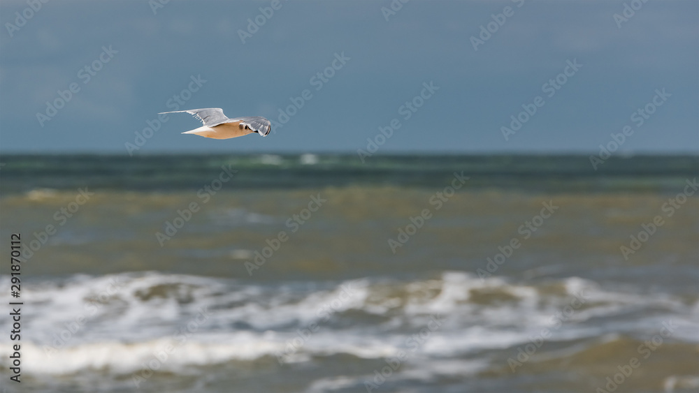 Seagull soars over the sea