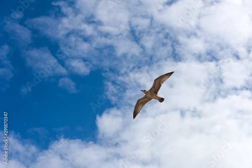 Seagull flying on the blue sky background