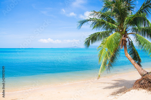 beach and coconut palm tree © Alexander Ozerov
