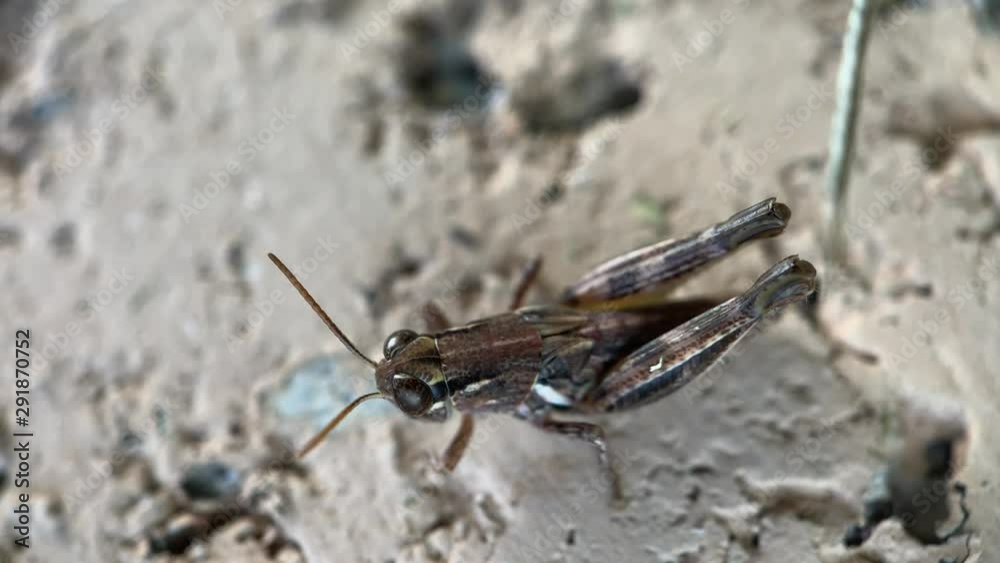 Macro shot of a brown grasshopper on a white stone.