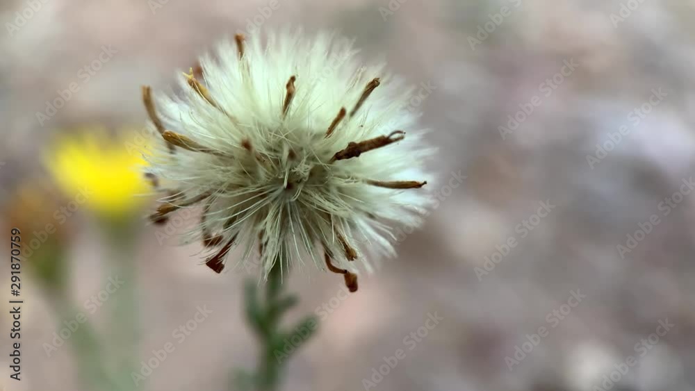Macro shot of a Grass of life flower. Macro shot of a Grass of life flower.