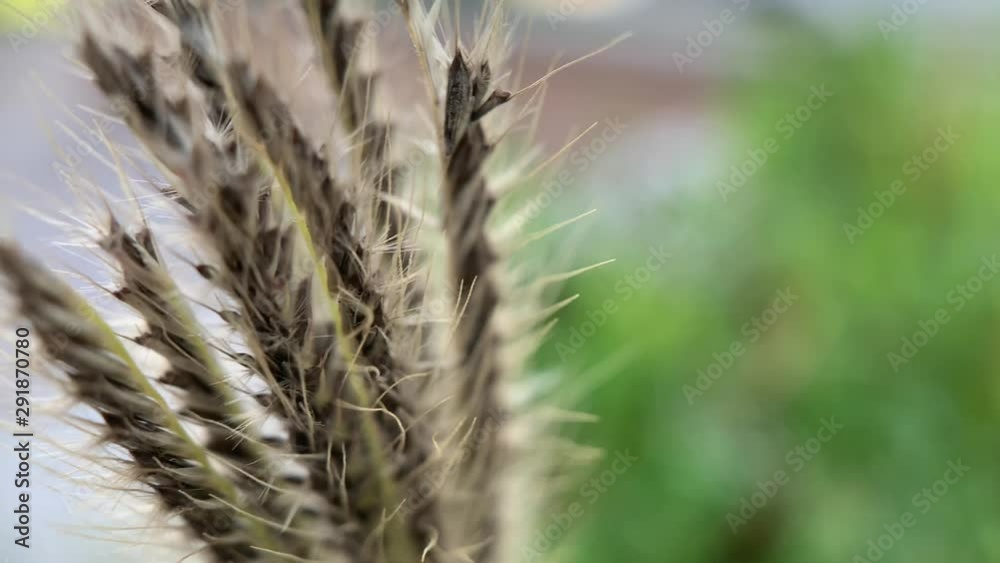 Brown spike close-up , swinging by the wind. Brown spike close-up , swinging by the wind.