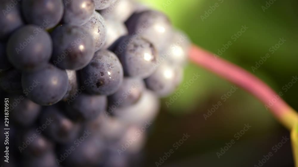 Juicy full bunches of Pinot Noir grapes on the grapevine at harvest, macro shot Juicy full bunches of Pinot Noir grapes on the grapevine at harvest, macro shot