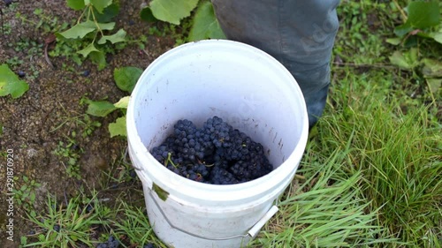 Juicy full bunches of Pinot Noir grapes on the grapevine during harvest, dropped into bucket, alt top view photo