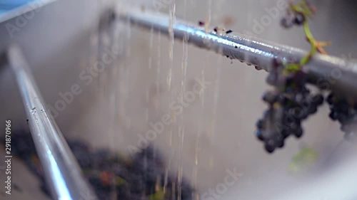 Pinot Noir grapes being tipped into the conveyor machine, side top view, close up photo