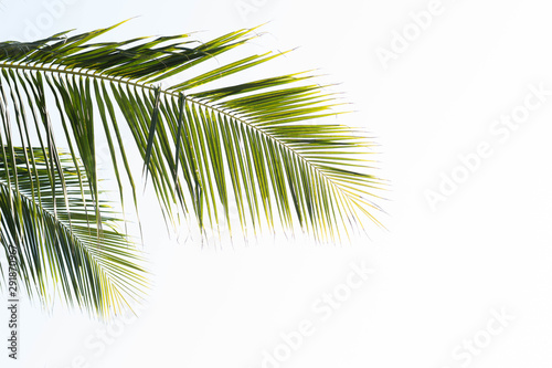 branch of palm tree isolated on white background