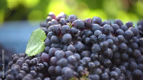 Picked plump Pinot Noir grapes tipped into bins at harvest photo