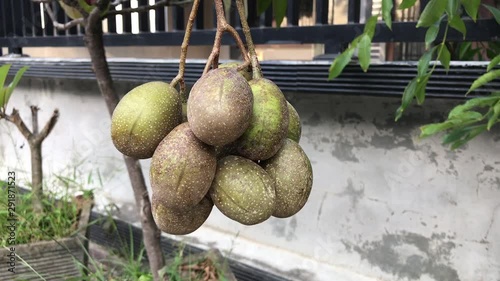 Spondias dulcis also known commonly as ambarella or also June Plum. This equatorial edible fruits rich in fibrous pit. In Indonesia is also known as kedondong, or long long fruit among Chinese. photo