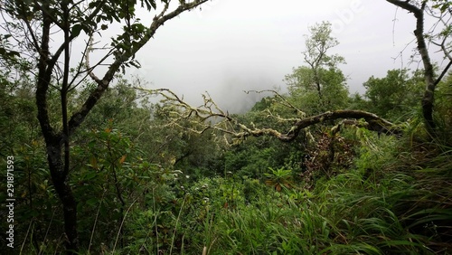 Madeira Ribeiro Frio 4