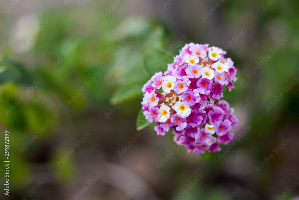 purple flower in the garden purple flower in the garden