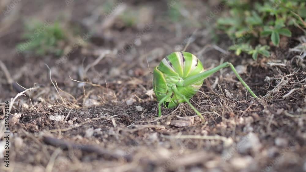 Close-up view of a grasshopper (a saddle-backed bush cricket) laying eggs with its ovipositor in the ground. Close-up view of a grasshopper (a saddle-backed bush cricket) laying eggs with its ovipositor in the ground.